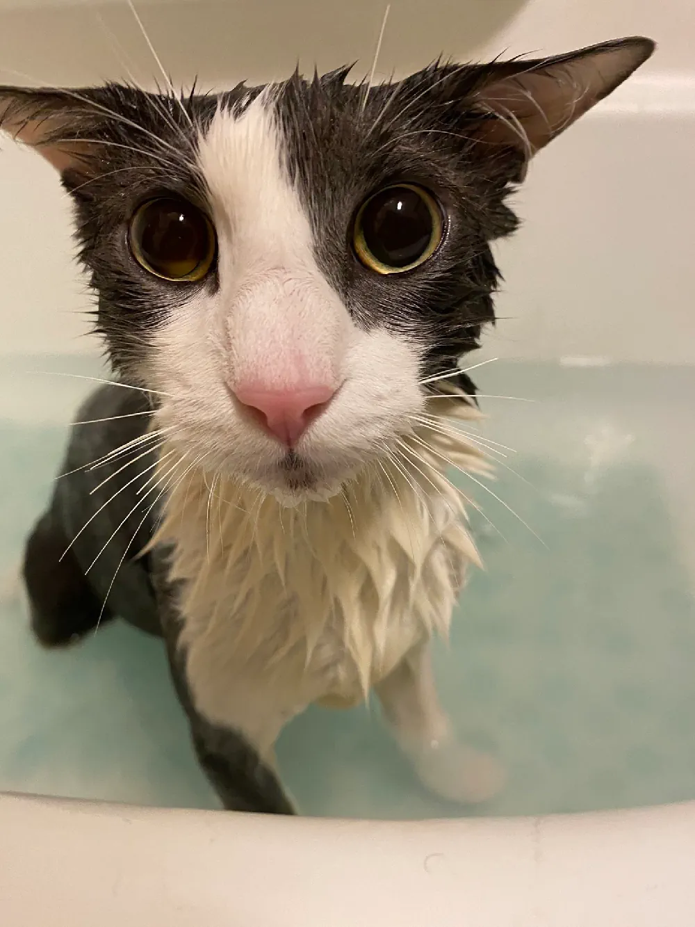 Soggycat